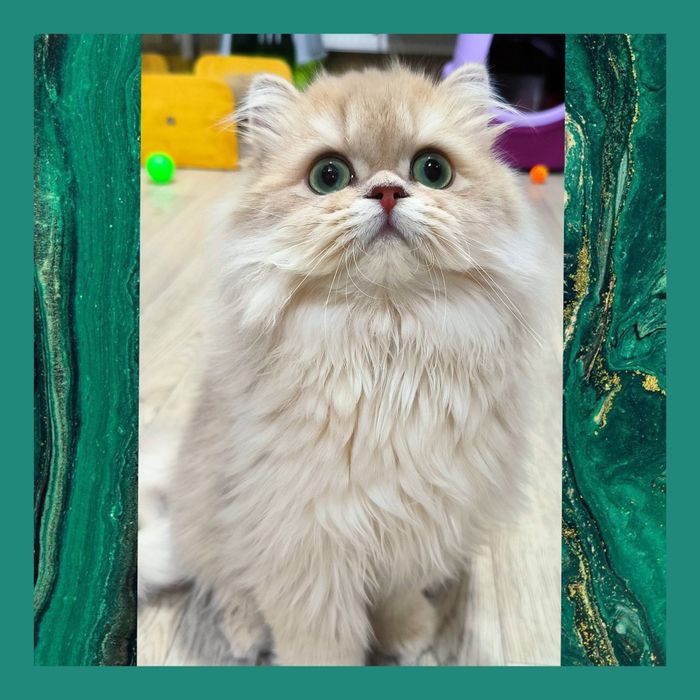 Шотландській котик