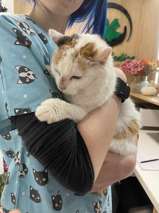 Kotka Nadzieja do adopcji