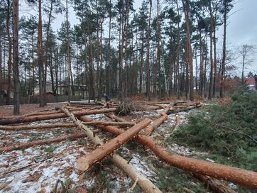 Rębak Usługi Rębakiem Wycinka Frezowanie