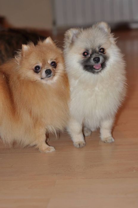 Шпіци - є малюки хлопчики та дівчатка