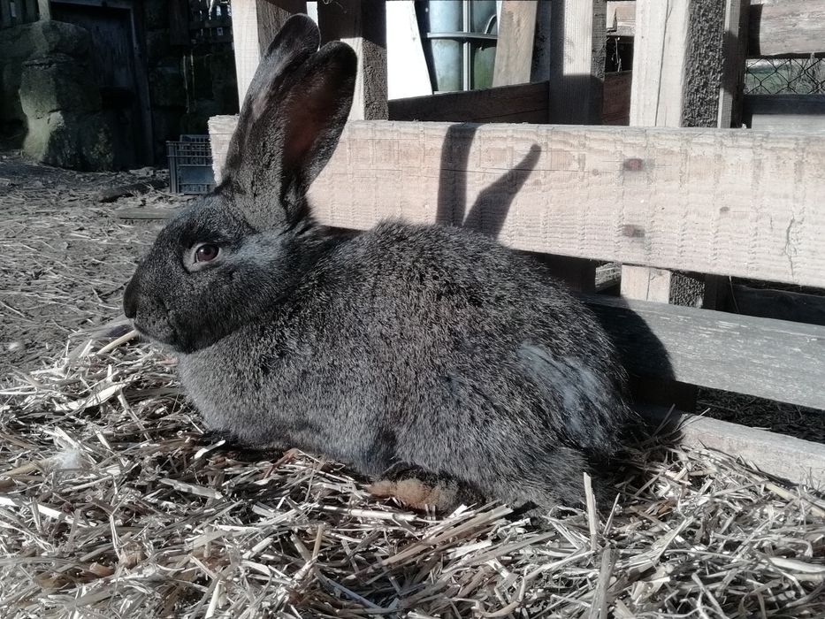 Króliki samice i samce