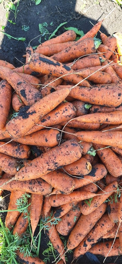 Продам помидор перец баклажан марковка