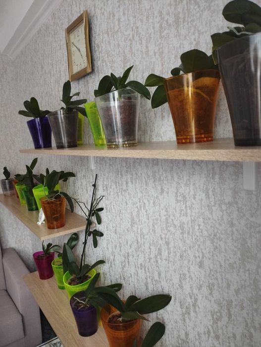 Продам свои орхидеи