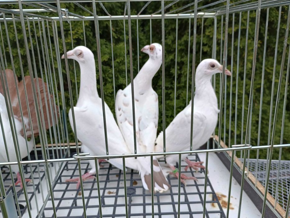 Kariery gołębie ptaki