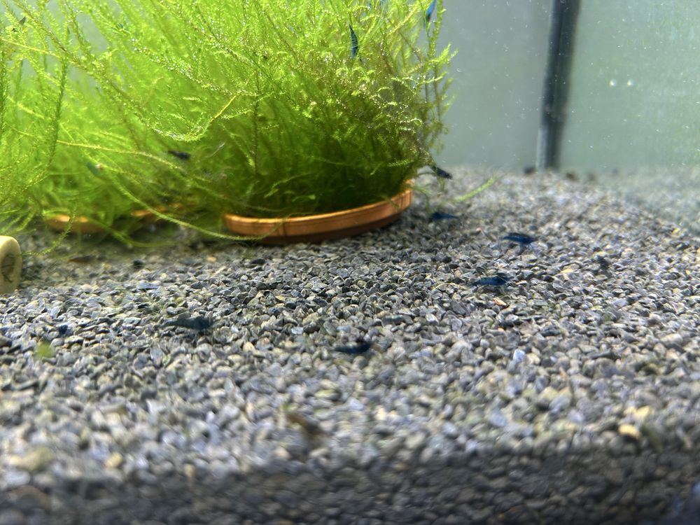 Krewetki BLUE VELVET na wodzie kranowej ! Dużo sztuk