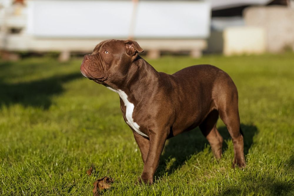 American Bully Pocked suczka ABKC
