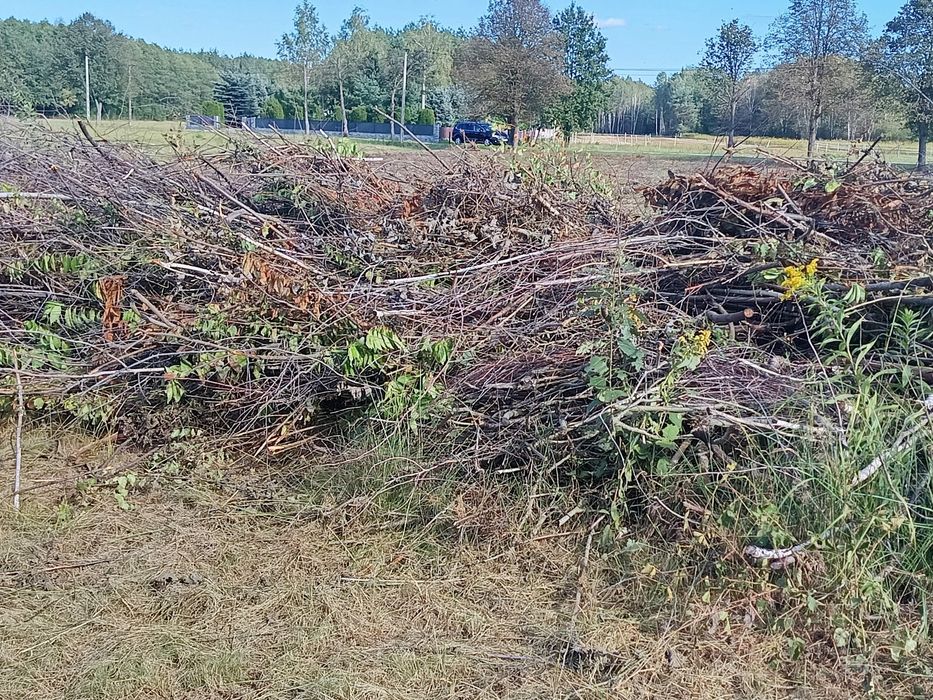 Za darmo gałęzie Rydzów