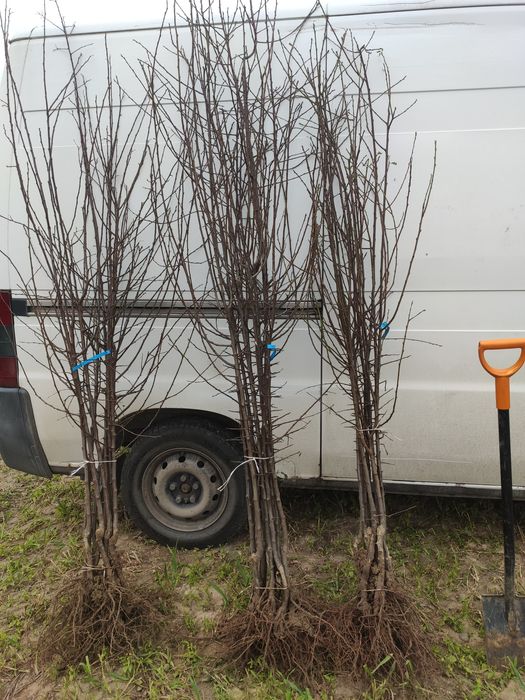 Drzewka Owocowe Producent Wysyłka