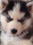Siberian Husky piesek tel.-5.7.5.3.0.2.0.3.9.