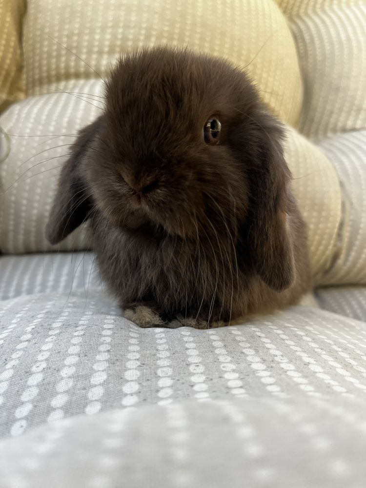 Mini lop samiczka