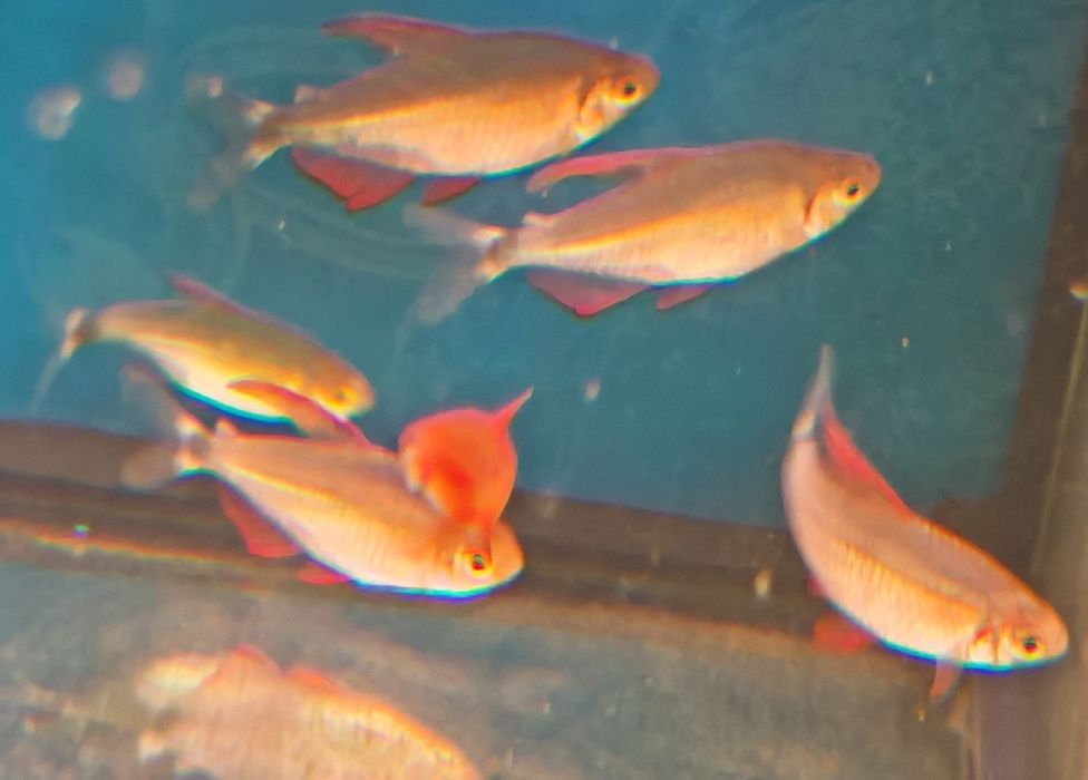 Tetra hyphessobrycon peugeoti rarytas Aquafizz Creative