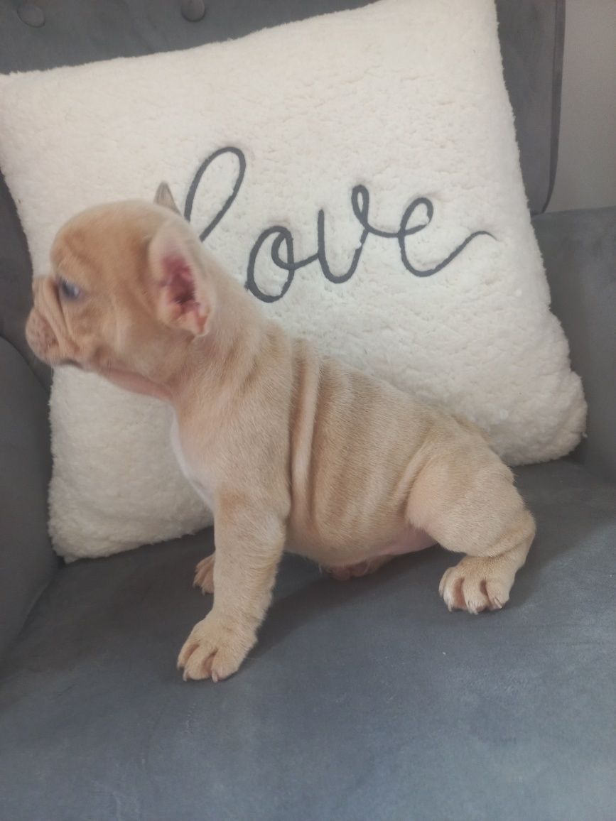 Bulldog francês Exelente exemplar