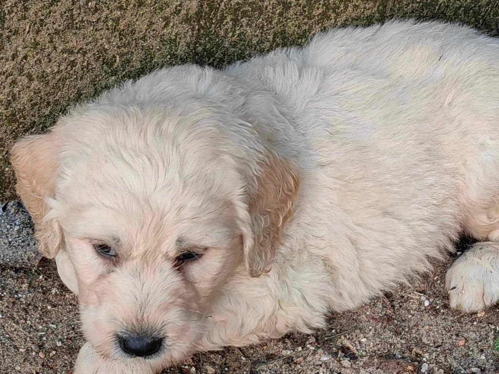 Labradoodle biszkoptowe szczenię z metryczką