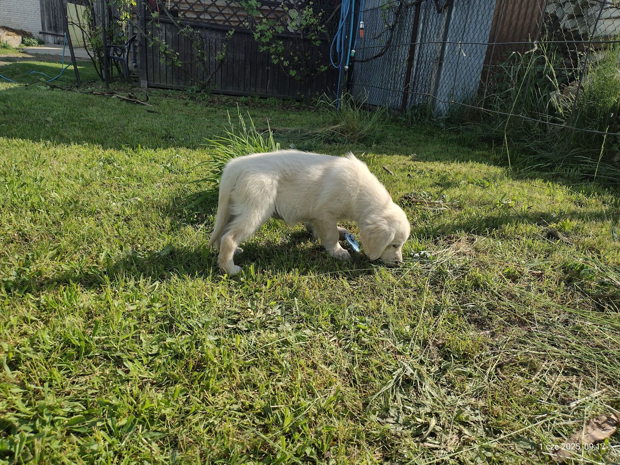 Golden Retriever suczka ZKwP/FCI