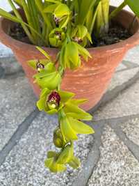 Orquídea para venda