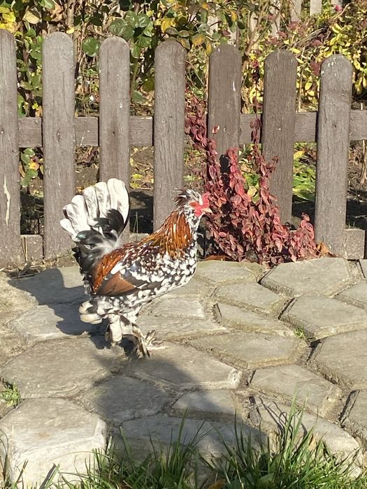 Продам алтайських півників