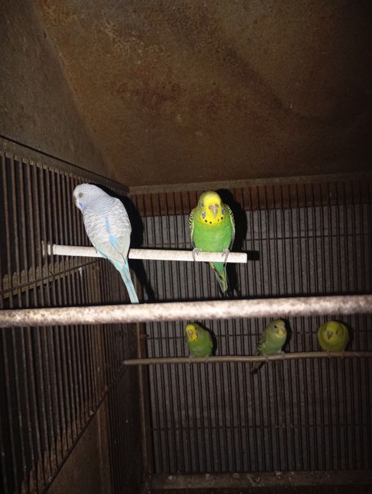 Piriquitos para venda ou troca