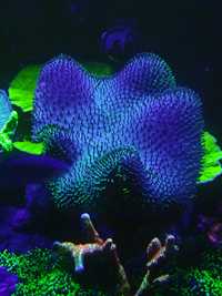 Koralowiec Sarcopython.