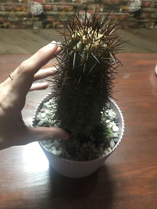 Колекційний кактус Copiapoa на прихованій щепі