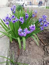 Гіацинт фіолетовий звичайний садовий, братики братикі