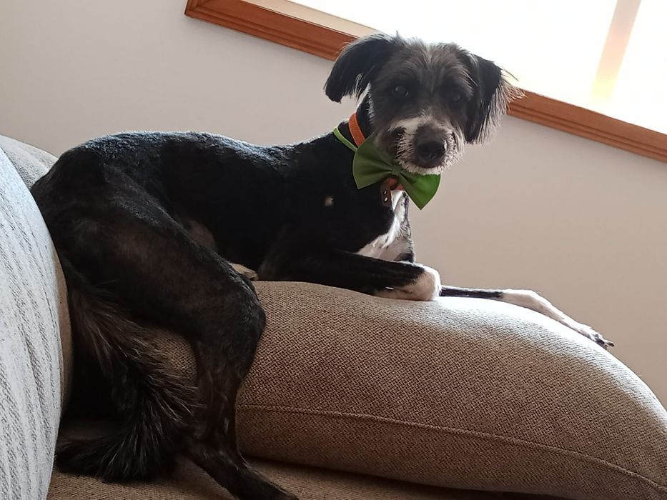 Caozinho com 1 aninho