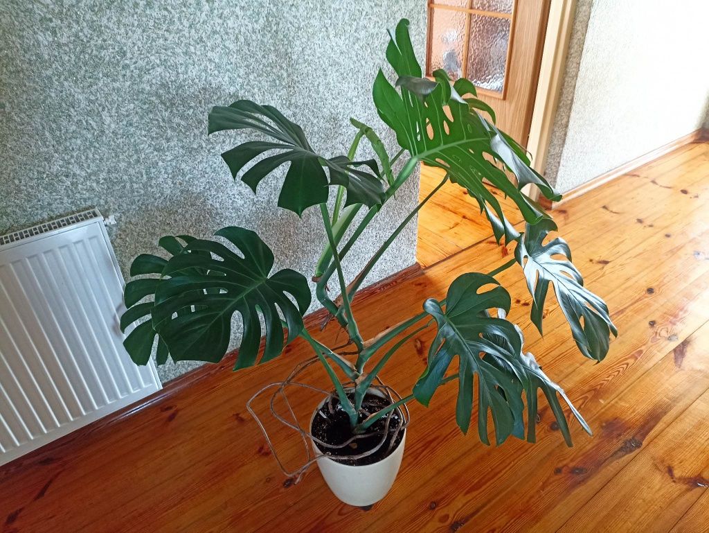 Monstera deliciosa rośliny doniczkowe duża