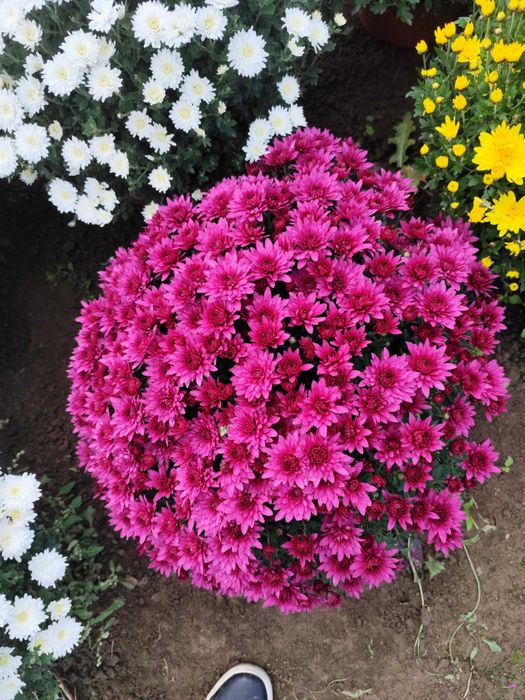 Chryzantemy drobnokwiatowe z możliwoscią transportu.Producent