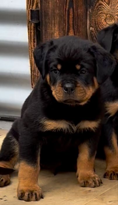 Szczenie Rottweiler FCI