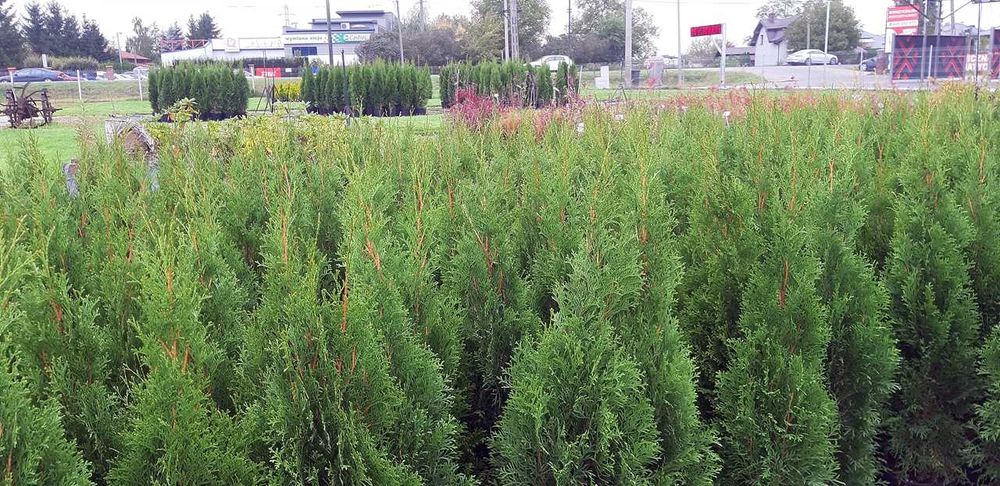 Tuja Szmaragd Szmaragdowa Tuje Szmaragdy 90 CM Wys hodowane w doniczce