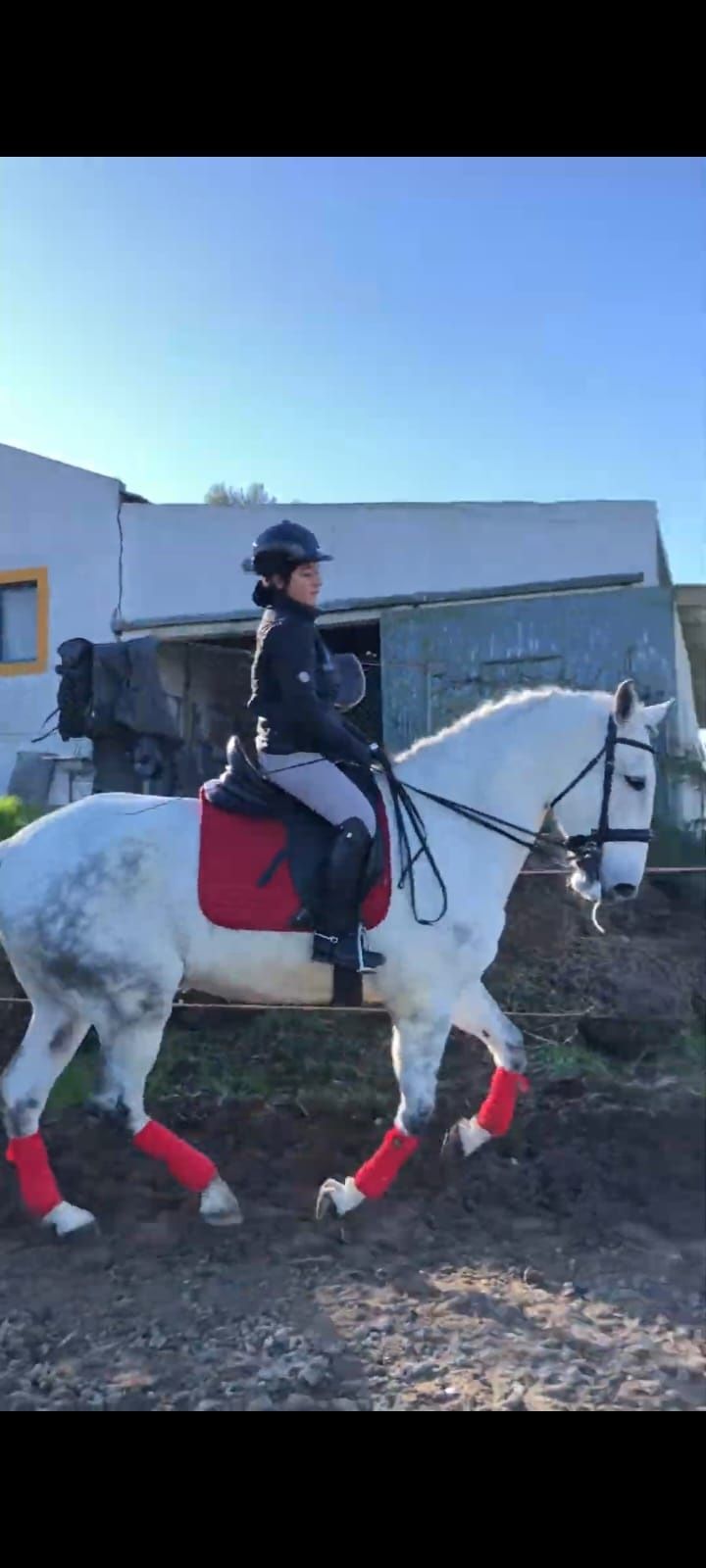 Vendo Cavalo Lusitano