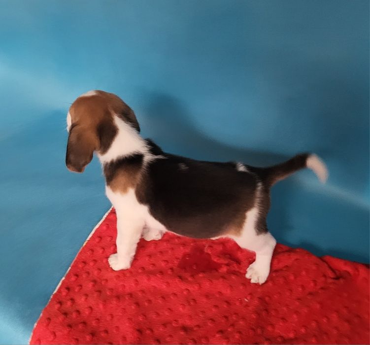 Beagle piesek sprzedam