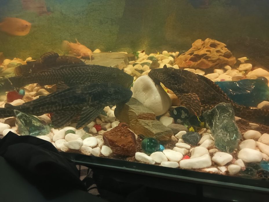 4 duże glonojady i inne ryby