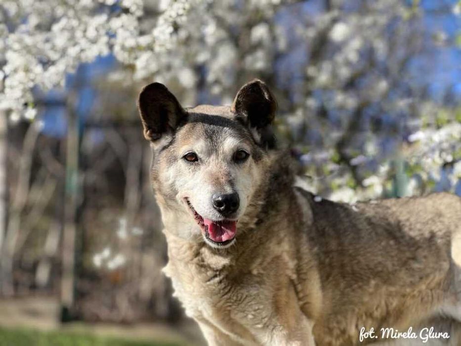 Spajk - uwielbiający spacery starszy kawaler szuka domu - 0053/22