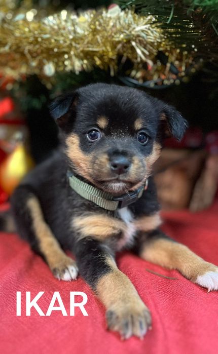 Ikarek dziecię szuka kochającego domku