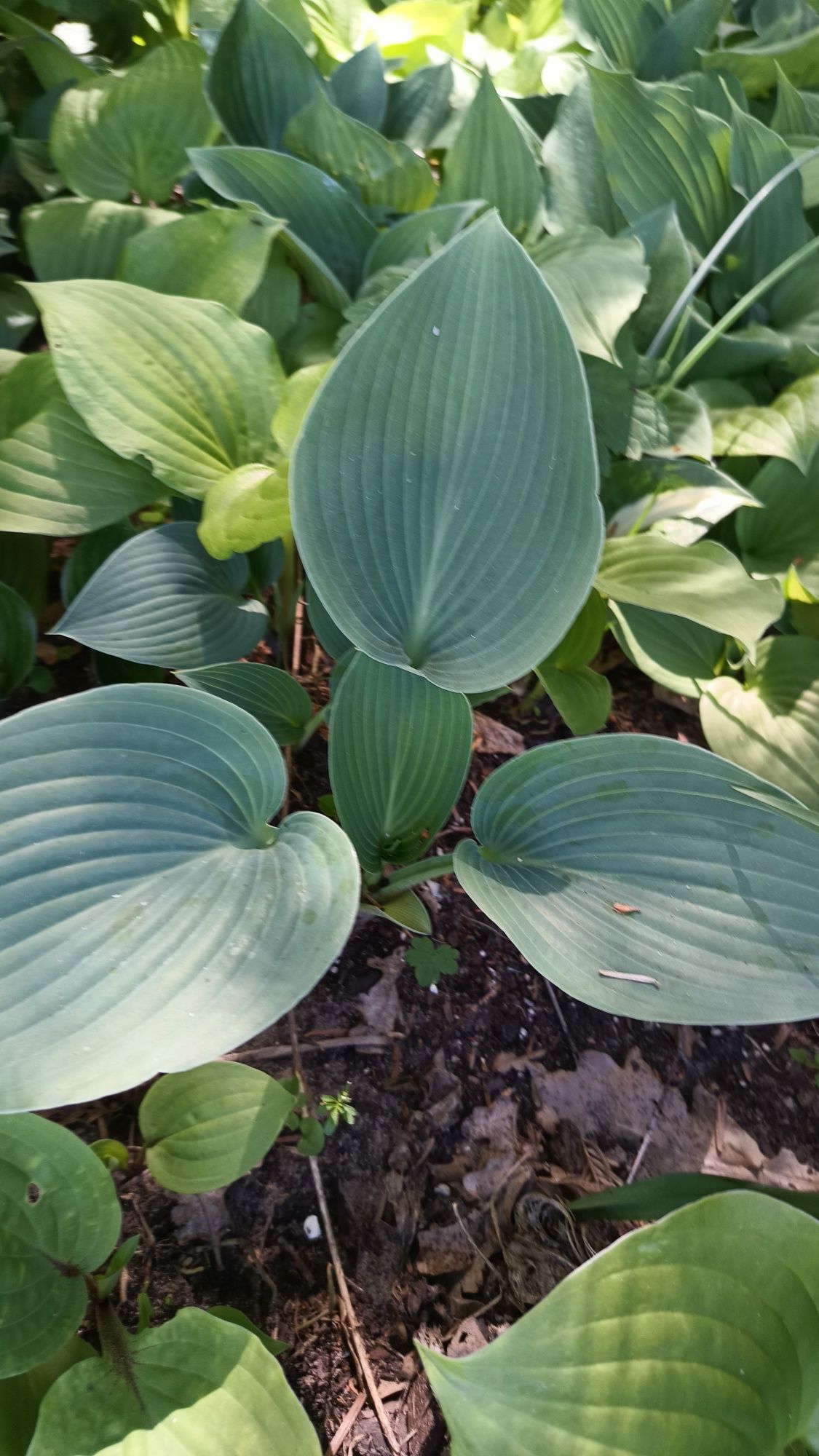 Hosta Funkia mix kolorów