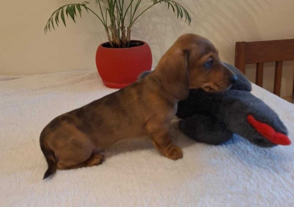 Jamnik krótkowłosy miniaturowy/króliczy marmurkowy ZKwP FCI