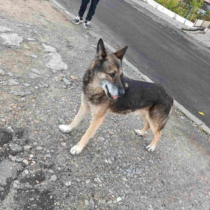 Замечена собака Космос,Пески