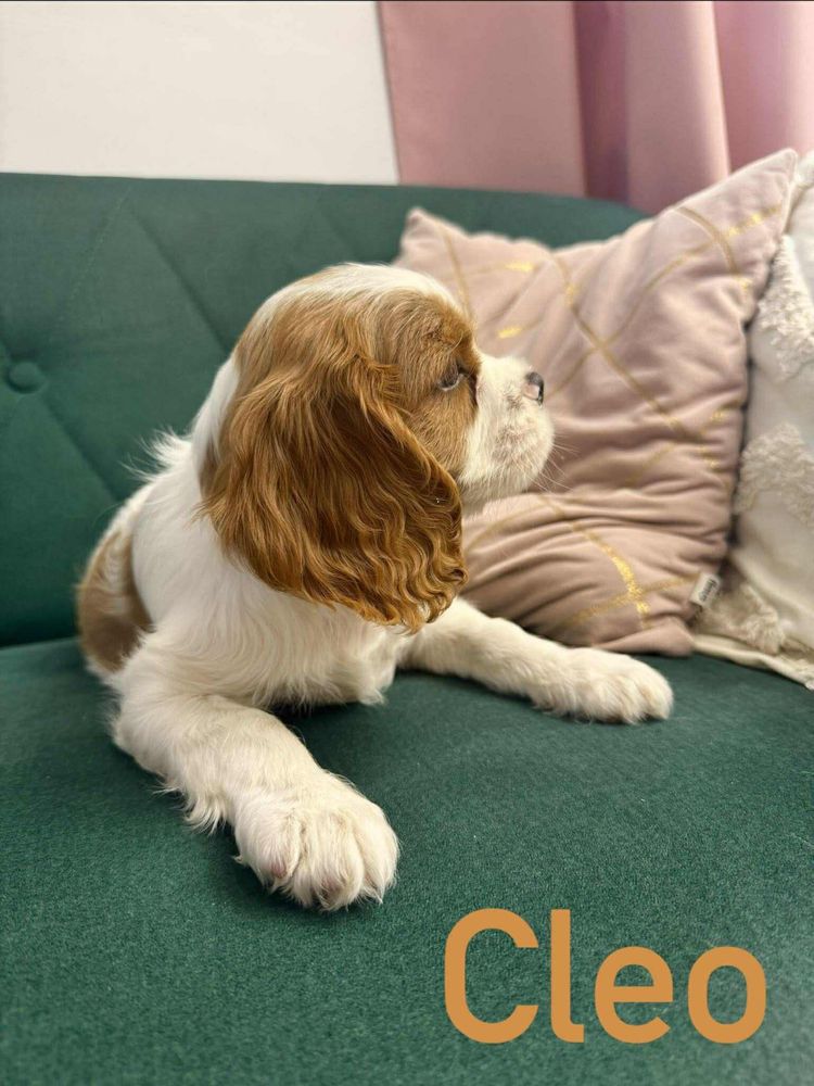 Suczka Cleo cavalier king charles spaniel RODOWÓD
