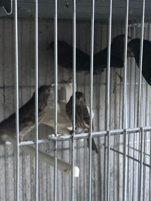 Cardapus mexicanos vários casais deste ano