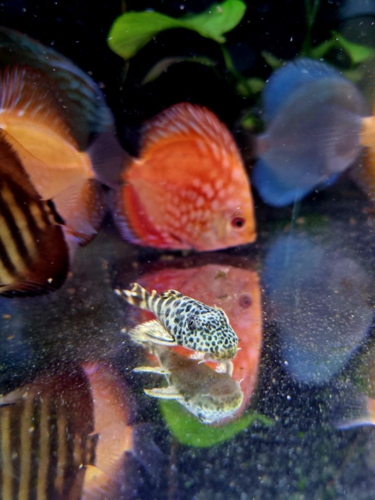 Zbrojnik L075 Peckoltia Sabaji