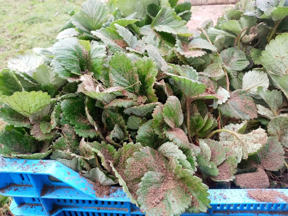 Truskawki różna odmiany wczesne oraz pózne