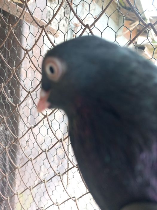 Gołębie zamojskie siwe wysokolotne