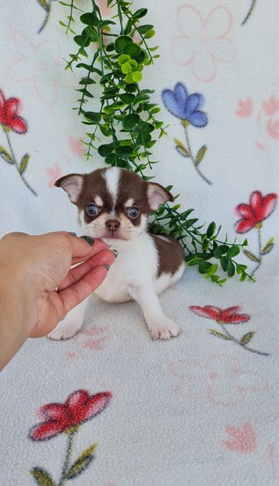 Excelente mini chocolatinho Chihuahua/Chiuaua de Qualidade