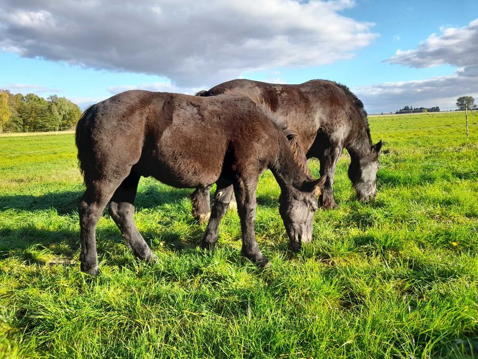 Konie zimnokrwiste źrebaki klaczki pkz