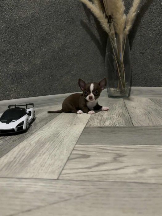 Chihuahua chlopczyk miniaturka