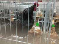 Kury i koguty rasowe Australorp, barnevelder
