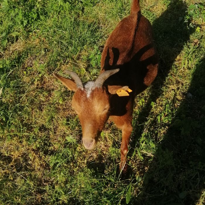 Kózki miniaturki do zabawy dla dzieci, kosiarka do trawy. 7