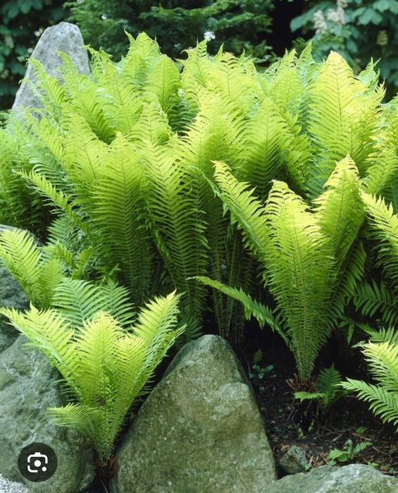 Paproć pióropusznik strusi