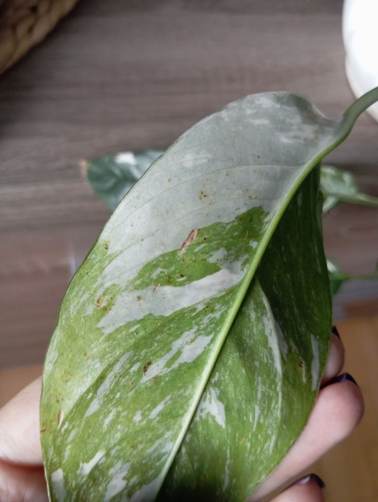 Kielce epipremnum pinnatum variegata