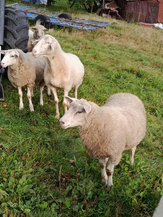 Jagnięta owce jagnięcina